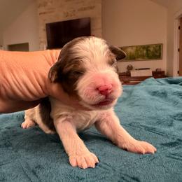 Pearl - female Australian Mountain Doodle puppy in Snook, Texas from Snook Acres Doodles