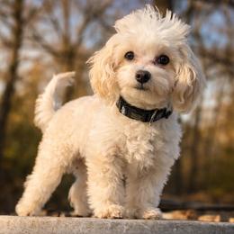 Teo the 'True Love' - Cream male Maltipoo puppy in Chattanooga, Tennessee from Joy-fur puppies