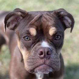 Hershey - Olde English Bulldogge