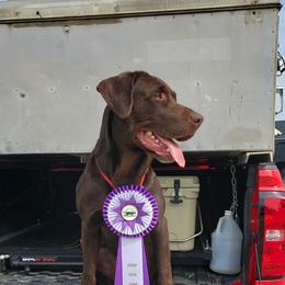 Labrador Retrievers from V3K9 Solutions, Inc.