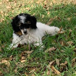 Flora - Parti female Poodle puppy in Haddam, Kansas from Golden B Acres