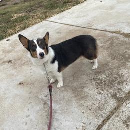 Pembroke Welsh Corgis from Dockers Corgis