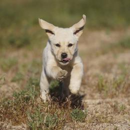 Lavender - Yellow female Labrador Retriever puppy in Ridgecrest, California from Black Mountain Service Dogs