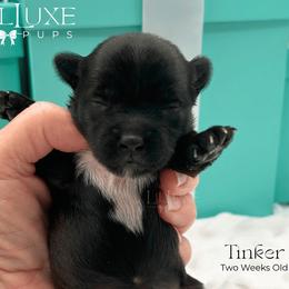 Tinker - Black and tan female Yorkshire Terrier puppy in Scottsdale, Arizona from Lil Luxe Pups