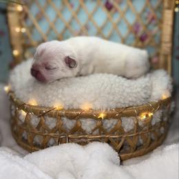 Girl 1 - Cream female French Bulldog puppy in Minco, Oklahoma from Findley’s Furbabies