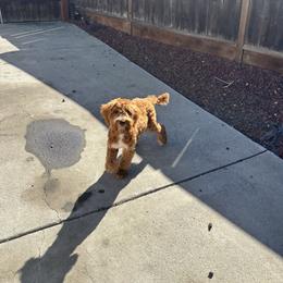 Chester - Red male Australian Labradoodle puppy in Walnut Creek, California from Pawfect Doodles