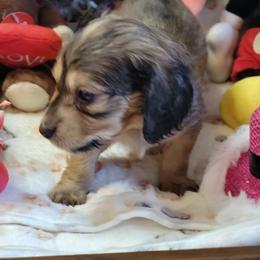 Astro (AKC and CKC registration included) - Sable male Dachshund puppy in Terlton, Oklahoma from CLARK'S BREEDING PROGRAM
