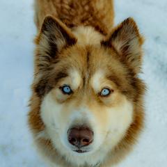 Paytah - Native American Indian Dog