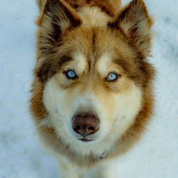 Paytah - Native American Indian Dog
