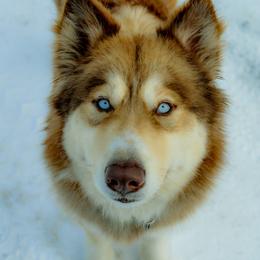 Paytah - Native American Indian Dog