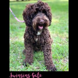Coco - Australian Labradoodle