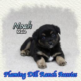 Noah - Black tri male Miniature Australian Shepherd puppy in Forestburg, Texas from Flaming Dill Ranch Aussies