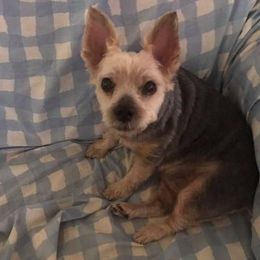 Morkies and Yorkshire Terriers from Marilyn Rowell's Morkies and Yorkies