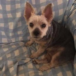 Morkies and Yorkshire Terriers from Marilyn Rowell's Morkies and Yorkies