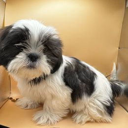 Female pink collar - Black gold and white Shih Tzu puppy in Beaver, Ohio from Jessica’s Shih Tzus