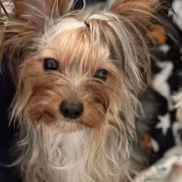 Maltese and Yorkshire Terriers from Paw Paradise 82