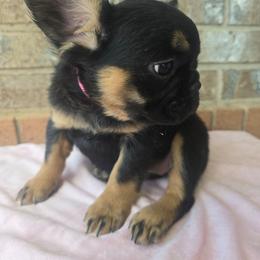 Peaches - Black and tan female French Bulldog puppy in West Haven, Utah from Doxie Trails LLC