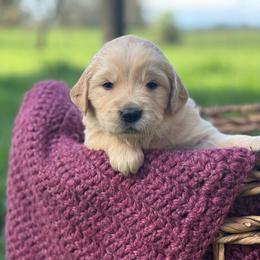Green Boy - Light golden male Golden Retriever puppy in Scio, Oregon from Stackhouse Family Farm