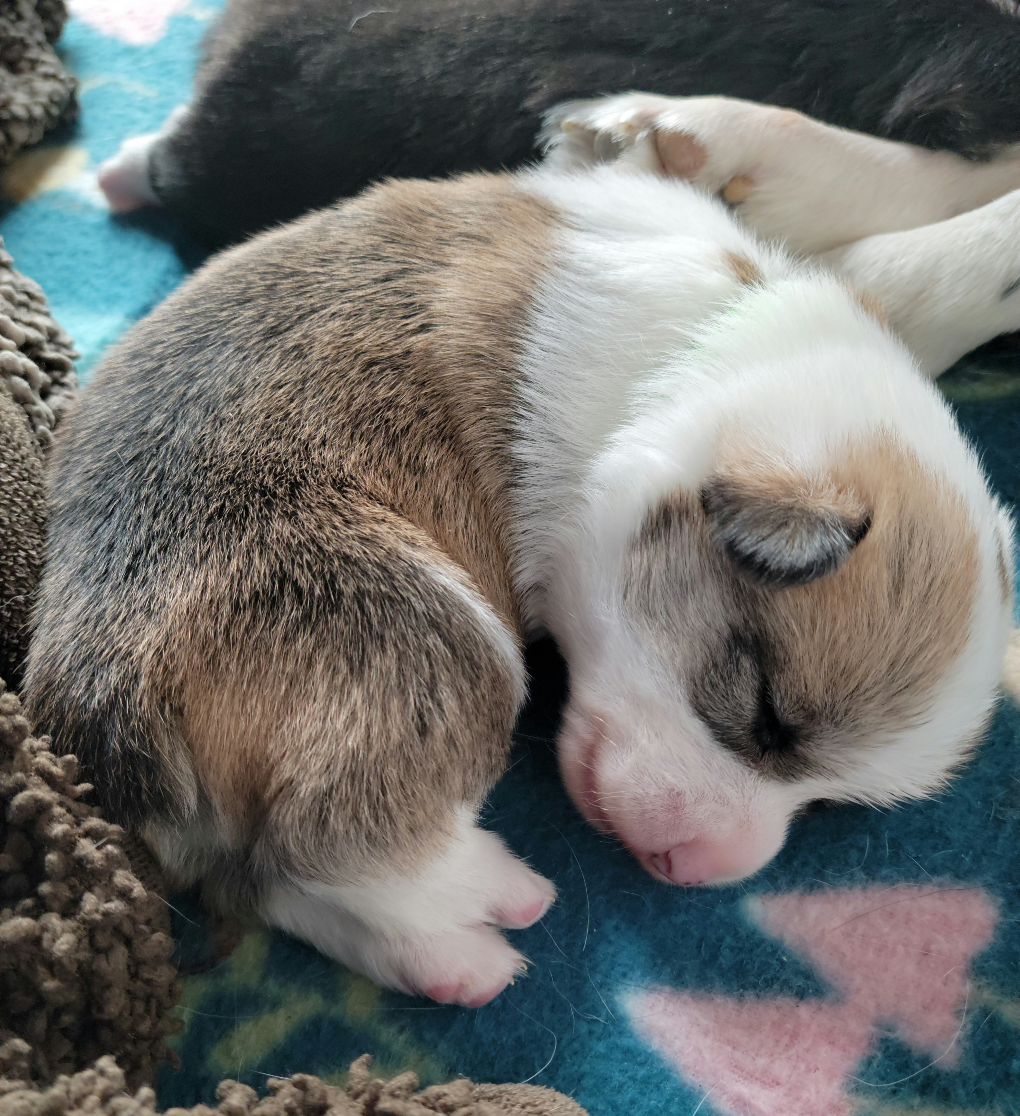 Pembroke Welsh Corgi Puppies from Montana Corgi Corral