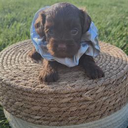 Godiva - Chocolate female Cavapoo puppy in Decatur, Illinois from Petite Pups