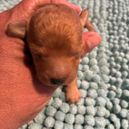 Light red female - Red  female Poodle puppy in Burien, Washington from South Sound Doodles