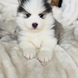 Honey Bunny - Blue female Pomsky puppy in Yavapai County, Arizona from Pawsh Pomskies