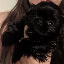 Solid black girl - Black female Shih Tzu puppy in Surry, Maine from McKayla Hairston