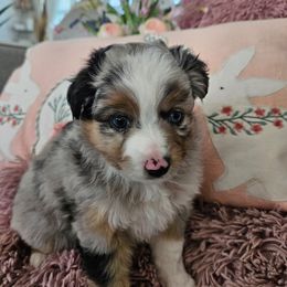 Miniature Australian Shepherd Puppies from Jay Baker