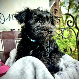 Miniature Schnauzer Puppies from Sophie’s Choice Puppies