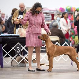 Rhodesian Ridgeback Puppies from Supernova Ridgebacks