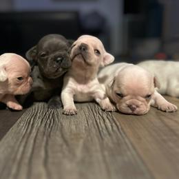 French Bulldog puppies from Pawsh Petites