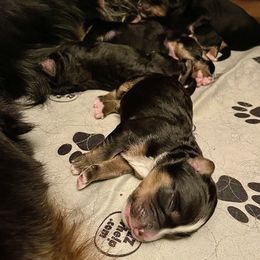 Bernedoodle and Bernese Mountain Dog Puppies from Darlin’s Doodles