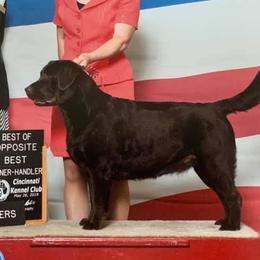 Labrador Retrievers from Jewelwyn Labradors