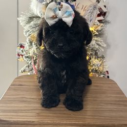 Itsy Bitsy girl 2 - Sable female Poodle puppy in Berea, Kentucky from Blair’s Furry Friends