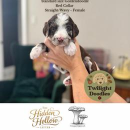 Chanterelle - Red Collar - Merle female Goldendoodle puppy in Garland, Texas from Twilight Doodles