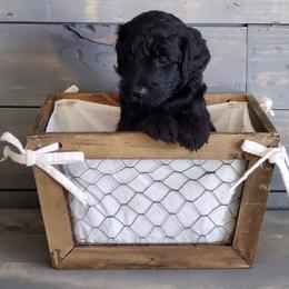 Bernedoodle and Goldendoodle Puppies from Doodles of the Desert