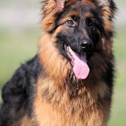 Paul - Black and red German Shepherd puppy in Rockwall, Texas from Debut Shepherds