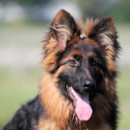 Paul - Black and red German Shepherd puppy in Rockwall, Texas from Debut Shepherds