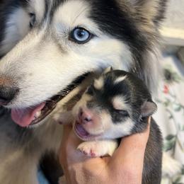 Driggs - Black and white male Pomsky puppy in Rathdrum, Idaho from Smart Pomskies and Frenchies