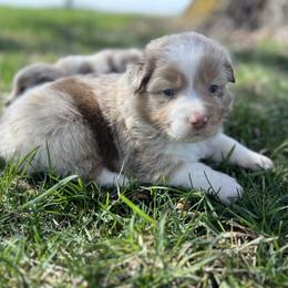 Burrito - Red merle male Miniature Australian Shepherd puppy in Bethany, Illinois from Rachel at Marrowbone Creek Aussies