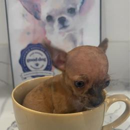 6200 Micro Bear charting 3 lb runt - Merle female Chihuahua puppy in Las Vegas, Nevada from Quality Poms Chihuahua Yorkies of Las vegas
