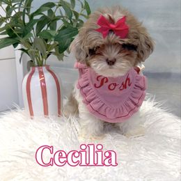 Cecilia - Silver and white female Shihpoo puppy in Buford, Georgia from Petite Posh Puppies