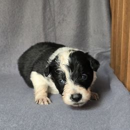 Psychic - Black and white female Border Collie puppy in East Brady, Pennsylvania from Riverwood