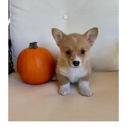 Valentina (Tiny) - Red female Pembroke Welsh Corgi puppy in Urbana, Ohio from Edgewood Farm and Kennel