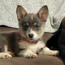 Pembroke Welsh Corgi Puppies from Gotta Chase Em All Corgis