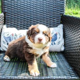 Eleanor Roosevelt - Red tri female Miniature Australian Shepherd puppy in Oakland, Maryland from Yarborough Kennels