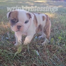 AKC Molly - Bulldog puppy from Wrinkly Blessings English Bulldogs