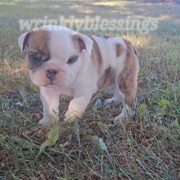 AKC Molly - Bulldog puppy from Wrinkly Blessings English Bulldogs