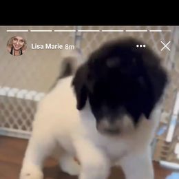 Goldendoodle and Poodle Puppies from Elizabeth Rocha's Doodles