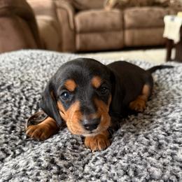 Brown collar - Black and tan male Dachshund puppy in Simms, Montana from Simms Ashuelot Kennel